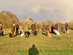 Hundetræning forår 2017